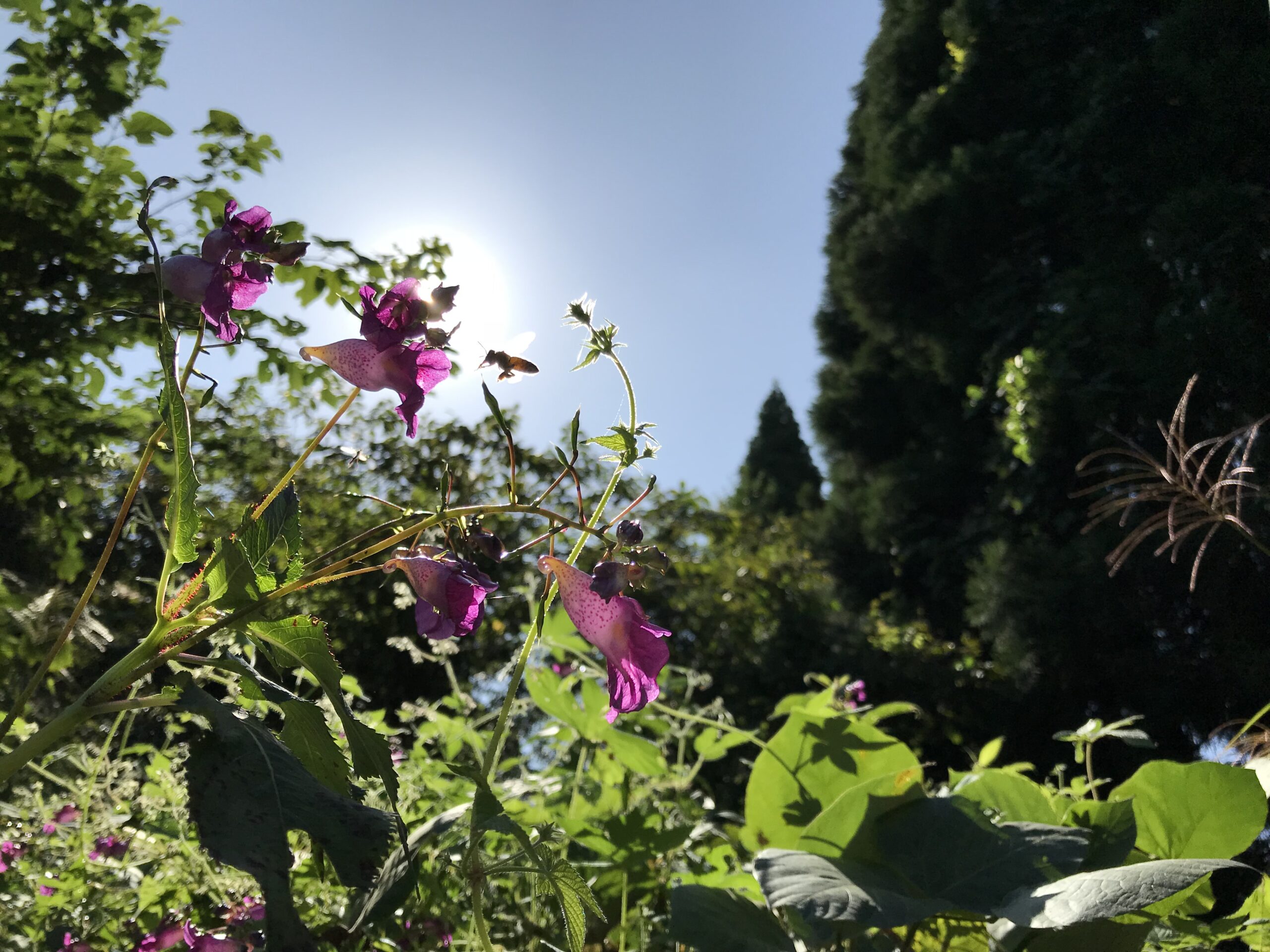 はちみつ養蜂場