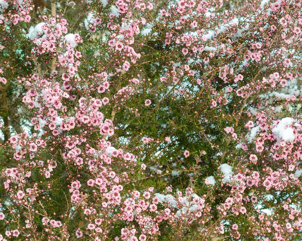 マヌカハニー花