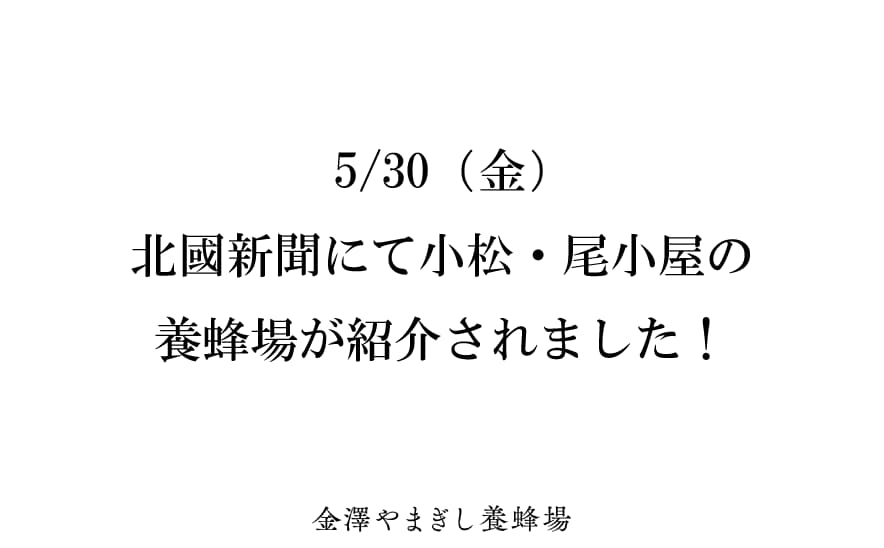 北國新聞さまにて小松・尾小屋の養蜂場が紹介されました！