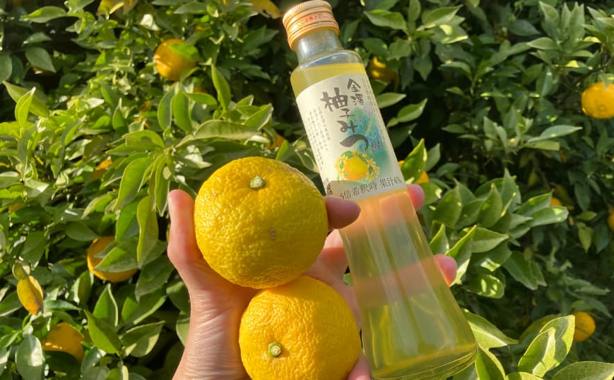 「金沢柚子」収穫のお手伝いをしてきました！