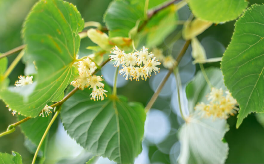 はちみつ 国産 日本のはちみつ 菩提樹 丸瓶300ｇ 金澤やまぎし養蜂場オンラインショップ