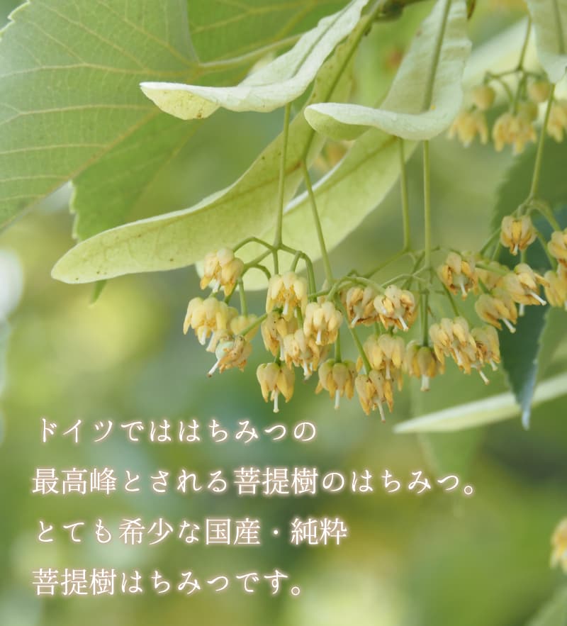 日本のはちみつ 菩提樹（国産） ｜ 金沢のはちみつ通販 金澤やまぎし
