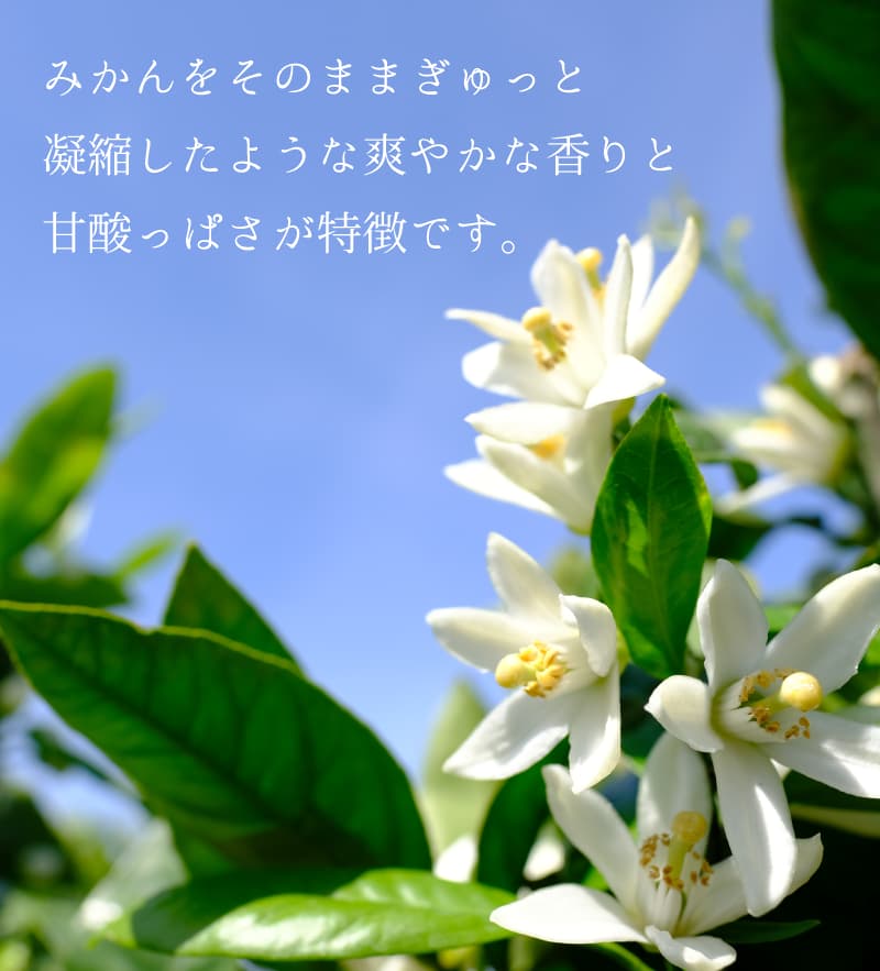 日本のはちみつ みかん（国産） ｜ 金沢のはちみつ通販 金澤やま