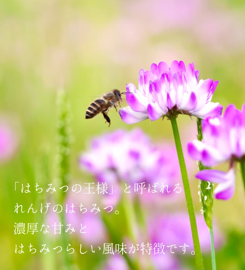 日本のはちみつ れんげ（国産） ｜ 金沢のはちみつ通販 金澤やまぎし